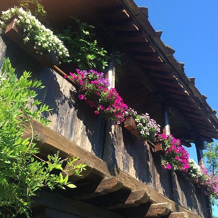 Stefanina Guesthouse Bożenci Zewnętrze zdjęcie